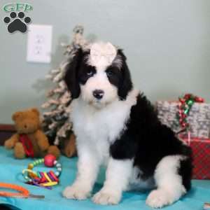 Willa, Sheepadoodle Puppy